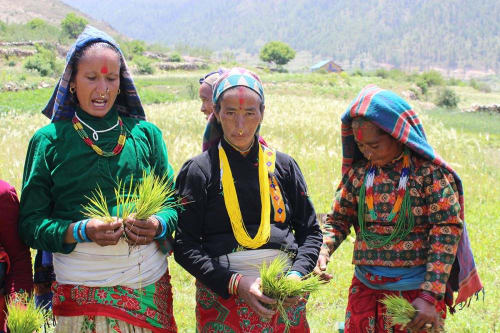 An image of three women outside in a field holding rice plants. The women are wearing colourful, traditional Nepalese dress. One of the women is looking directly at the camera, while the other two are speaking and looking away from the camera.